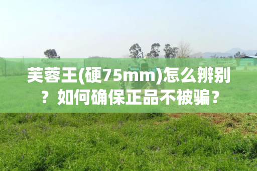 芙蓉王(硬75mm)怎么辨别？如何确保正品不被骗？